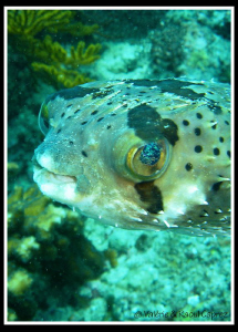 Nice eyes ! by Raoul Caprez 